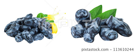 Fresh honeysuckle blue berry isolated on white background with full depth of field 113610244