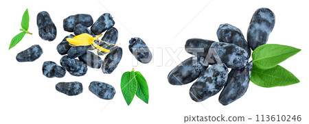 Fresh honeysuckle blue berry isolated on white background with full depth of field. Top view. Flat lay. Fresh honeysuckle blue berry isolated on white background with full depth of field. Top view. Flat lay. 113610246