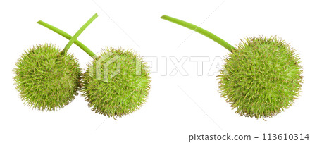 fruit of sycamore plane tree isolated on white bacground with full depth of field 113610314