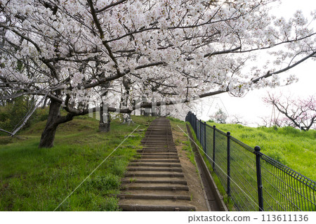 櫻花丸龜市飯山運動公園(香川縣) 櫻花丸龜市飯山運動公園(香川縣) 113611136
