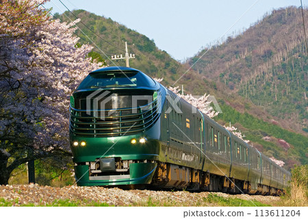 清晨的陽光下，沿著櫻花樹漫步 113611204