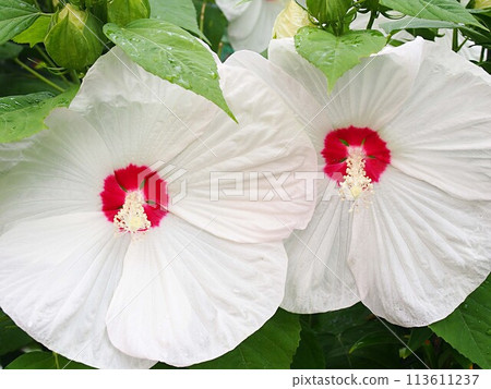 White swamp rose flower up White swamp rose flower up 113611237