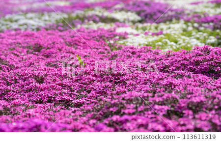 Colorful Shizakura 113611319