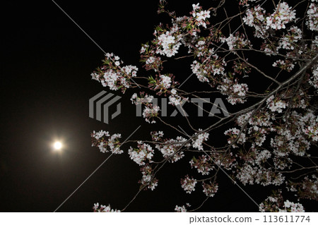 Full bloom cherry blossoms and full moon 113611774