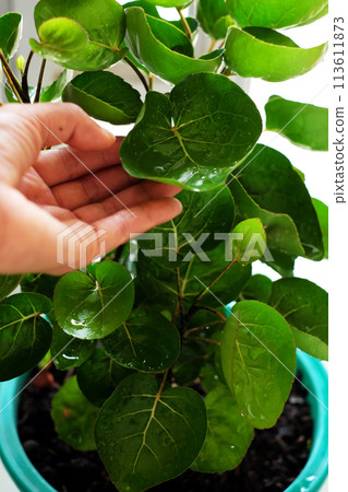 Polyscias fruticosa L Harms,Polyscias fruticosa or Araliaceae plant, amazing tree with bowl leaf for food container that safe and environmental friendly Polyscias fruticosa L Harms,Polyscias fruticosa or Araliaceae plant, amazing tree with bowl leaf for food container that safe and environmental friendly 113611873