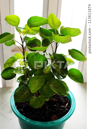 Polyscias fruticosa L Harms,Polyscias fruticosa or Araliaceae plant, amazing tree with bowl leaf for food container that safe and environmental friendly 113611874