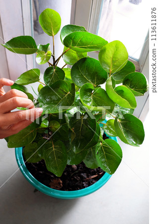 Polyscias fruticosa L Harms,Polyscias fruticosa or Araliaceae plant, amazing tree with bowl leaf for food container that safe and environmental friendly Polyscias fruticosa L Harms,Polyscias fruticosa or Araliaceae plant, amazing tree with bowl leaf for food container that safe and environmental friendly 113611876