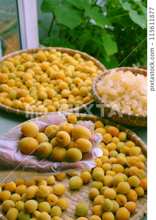 Raw material for making delicious beverage from apricot or Japanese plum with sugar, seasonal fruit that good for health, nutrition, rich vitamin Raw material for making delicious beverage from apricot or Japanese plum with sugar, seasonal fruit that good for health, nutrition, rich vitamin 113611877