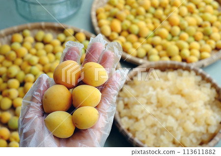 Raw material for making delicious beverage from apricot or Japanese plum with sugar, seasonal fruit that good for health, nutrition, rich vitamin 113611882