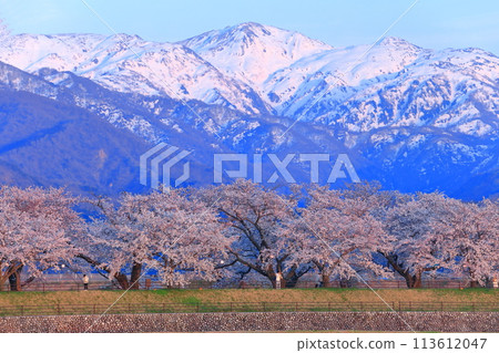 [富山縣] 旭船川沿岸和北阿爾卑斯山的櫻花樹盛開 113612047
