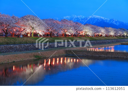 [Toyama Prefecture] Symmetry of cherry blossoms in full bloom at night along the Asahifune River and the Northern Alps 113612051