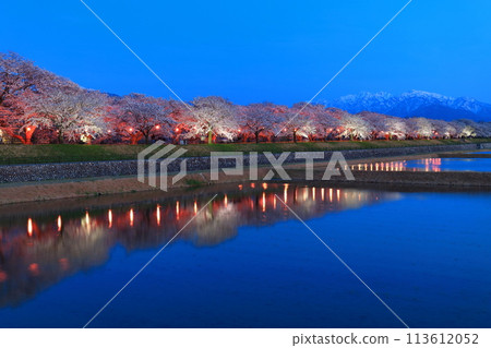 [Toyama Prefecture] Symmetry of cherry blossoms in full bloom at night along the Asahifune River and the Northern Alps 113612052