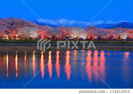 [Toyama Prefecture] Symmetry of cherry blossoms in full bloom at night along the Asahifune River and the Northern Alps 113612053