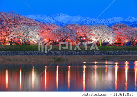 [Toyama Prefecture] Symmetry of cherry blossoms in full bloom at night along the Asahifune River and the Northern Alps 113612055