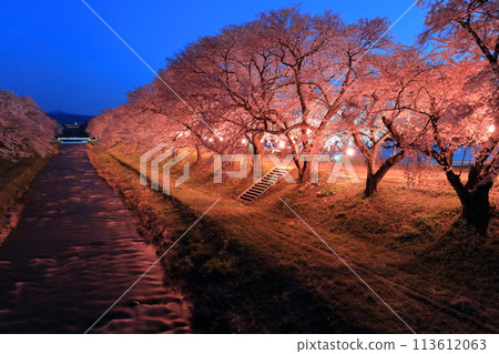 [富山縣] 旭船川夜櫻盛開 113612063
