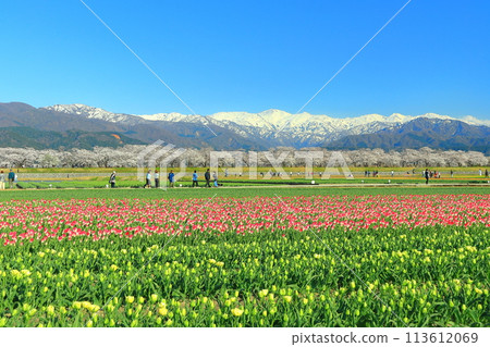 [Toyama Prefecture] Asahi Funagawa Spring Quartet (cherry blossoms in full bloom, tulips, rape blossoms, and the Northern Alps) 113612069