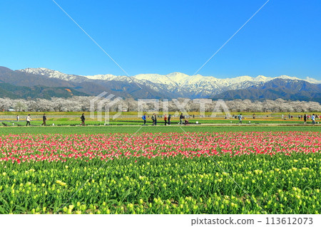 [Toyama Prefecture] Asahi Funagawa Spring Quartet (cherry blossoms in full bloom, tulips, rape blossoms, and the Northern Alps) 113612073