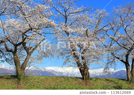 [Toyama Prefecture] Cherry blossom trees in full bloom along the Asahifune River and the Northern Alps 113612089