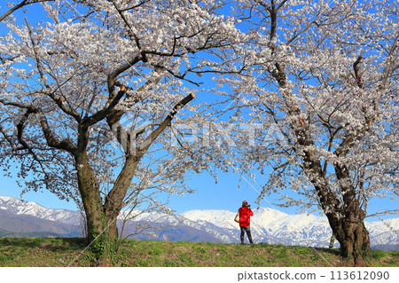 [富山縣] 旭船川沿岸和北阿爾卑斯山的櫻花樹盛開 113612090