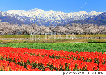 [Toyama Prefecture] Asahi Funagawa Spring Quartet (cherry blossoms in full bloom, tulips, rape blossoms, and the Northern Alps) 113612097