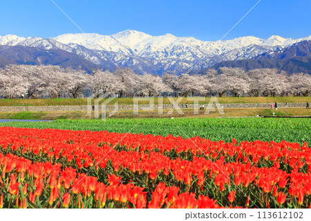 【富山縣】朝日船川春天四重奏(盛開的櫻花、鬱金香、北阿爾卑斯山) 【富山縣】朝日船川春天四重奏(盛開的櫻花、鬱金香、北阿爾卑斯山) 113612102