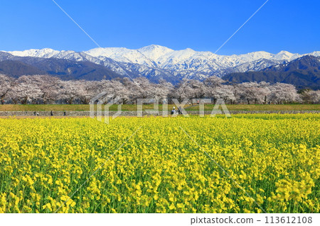 [Toyama Prefecture] Asahi Funagawa Spring Quartet (cherry blossoms in full bloom, rape blossoms, and the Northern Alps) 113612108