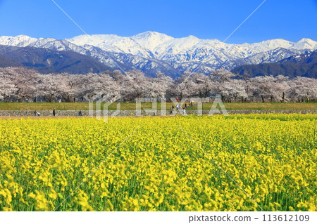 [Toyama Prefecture] Asahi Funagawa Spring Quartet (cherry blossoms in full bloom, rape blossoms, and the Northern Alps) 113612109