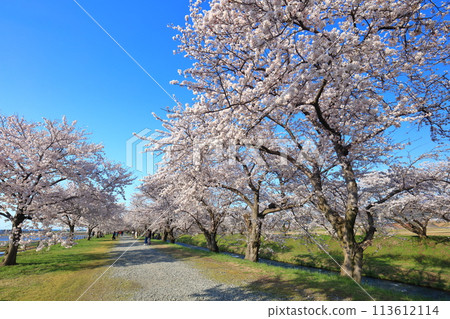 [Toyama Prefecture] Cherry blossom trees in full bloom along the Asahifune River 113612114