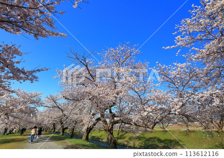 [Toyama Prefecture] Cherry blossom trees in full bloom along the Asahifune River 113612116