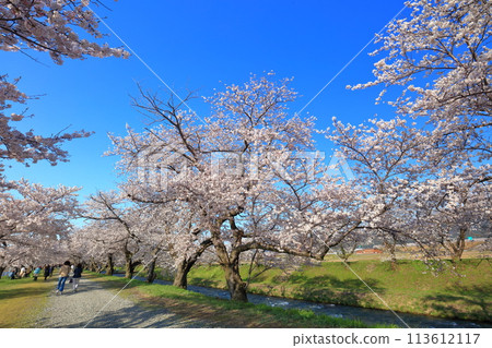 [Toyama Prefecture] Cherry blossom trees in full bloom along the Asahifune River 113612117