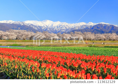 [Toyama Prefecture] Asahi Funagawa Spring Quartet (cherry blossoms in full bloom, tulips, and the Northern Alps) 113612129