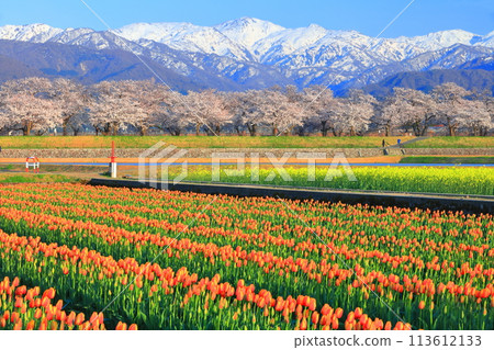 【富山縣】朝日船川春天四重奏（盛開的櫻花、鬱金香、油菜花、北阿爾卑斯山） 113612133
