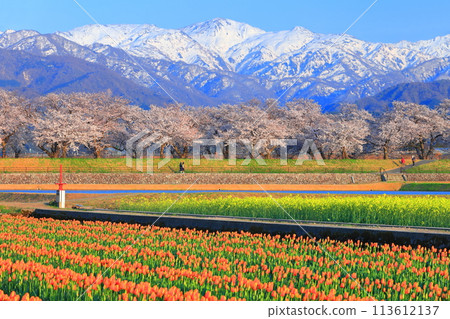 [Toyama Prefecture] Asahi Funagawa Spring Quartet (cherry blossoms in full bloom, tulips, rape blossoms, and the Northern Alps) 113612137
