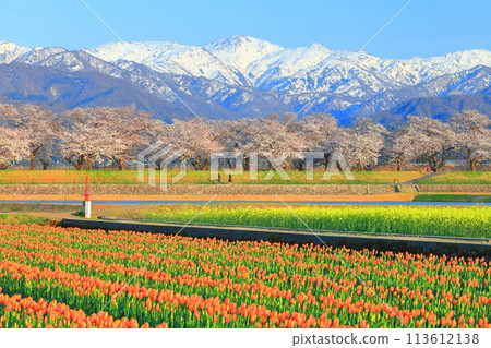 【富山縣】朝日船川春天四重奏（盛開的櫻花、鬱金香、油菜花、北阿爾卑斯山） 113612138