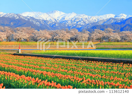 【富山縣】朝日船川春天四重奏(盛開的櫻花、鬱金香、油菜花、北阿爾卑斯山) 【富山縣】朝日船川春天四重奏(盛開的櫻花、鬱金香、油菜花、北阿爾卑斯山) 113612140