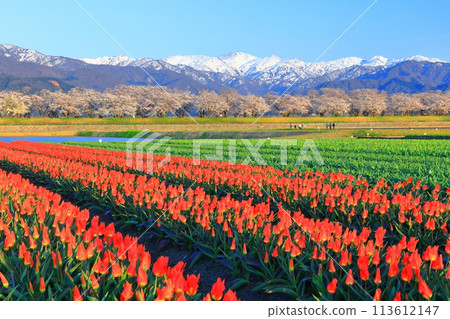 [Toyama Prefecture] Asahi Funagawa Spring Quartet (cherry blossoms in full bloom, tulips, and the Northern Alps) 113612147