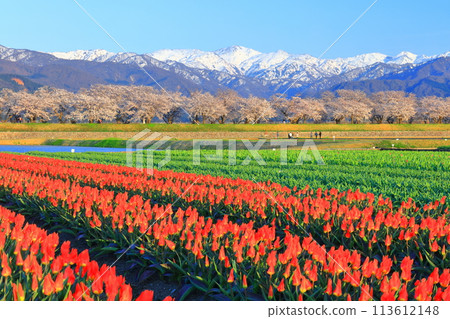 [Toyama Prefecture] Asahi Funagawa Spring Quartet (cherry blossoms in full bloom, tulips, and the Northern Alps) 113612148