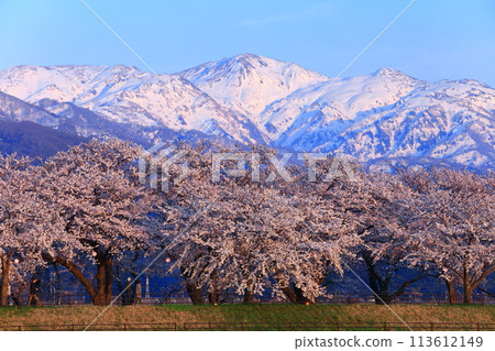 [Toyama Prefecture] Cherry blossom trees in full bloom along the Asahifune River and the Northern Alps 113612149