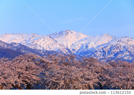 [Toyama Prefecture] Cherry blossom trees in full bloom along the Asahifune River and the Northern Alps 113612150