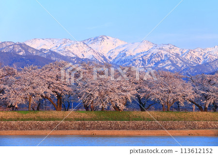 [富山縣] 旭船川沿岸和北阿爾卑斯山的櫻花樹盛開 113612152