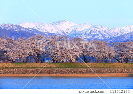 [富山縣] 旭船川沿岸和北阿爾卑斯山的櫻花樹盛開 113612153