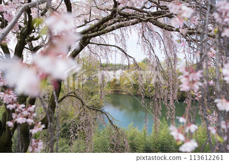 Weeping cherry tree pond (Kagawa Prefecture) Weeping cherry tree pond (Kagawa Prefecture) 113612261