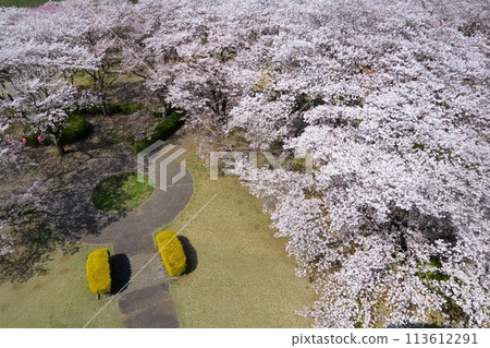 浪漫的茨城縣（從日立市十三町的UFO？眺望成排的櫻花樹。） 日立市十王全景公園/UFO展望台 113612291