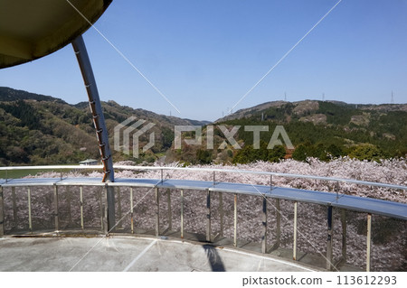 Romantic Ibaraki (Enveloped in rich nature, mountains, and a cloud-like carpet of cherry blossoms.) Hitachi City, Juo Panorama Park 113612293