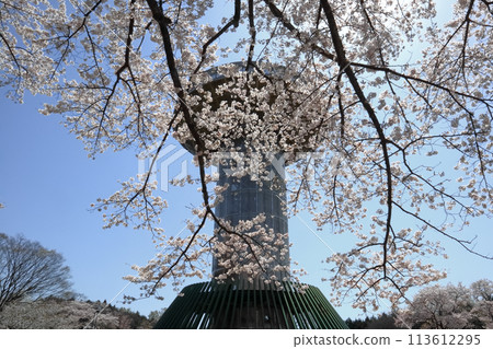 浪漫的茨城（絢麗的櫻花籠罩著UFO觀測台。）日立市，朱王全景公園 113612295