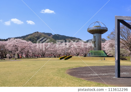 Romantic Ibaraki (400 cherry trees spread out under the clear blue sky on a hill overlooking Juo Dam.) Hitachi City, Panorama Park Romantic Ibaraki (400 cherry trees spread out under the clear blue sky on a hill overlooking Juo Dam.) Hitachi City, Panorama Park 113612296