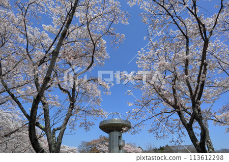 浪漫的茨城縣(櫻花林吞沒藍天。十王全景公園。) 日立市 浪漫的茨城縣(櫻花林吞沒藍天。十王全景公園。) 日立市 113612298