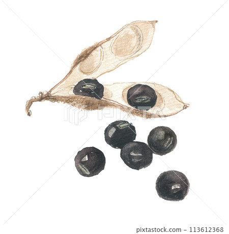 Watercolor painting of black beans and pods 113612368