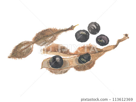 黑豆和豆莢畫水彩 113612369