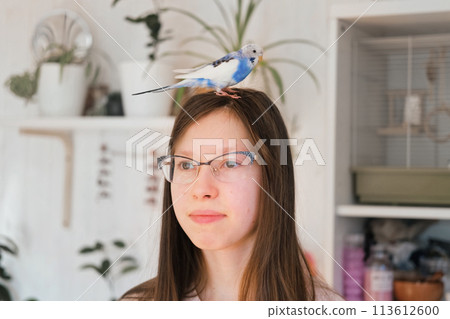 Budgerigar playing with girls glasses. Budgie. Funny blue purple parakeet sitting on owner head. Cute violet tamed bird having fun with teen. Friendship, relationship with Pets. Cute domestic animals 113612600